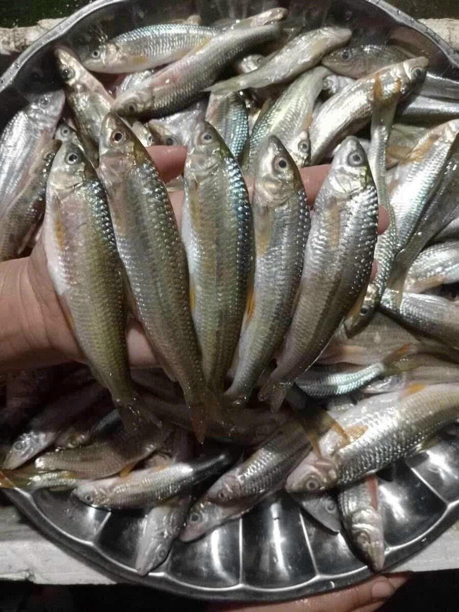 Cá suối khô Cao Bằng