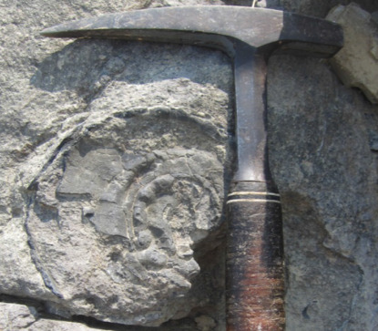 Cúc đá Lũng Luông