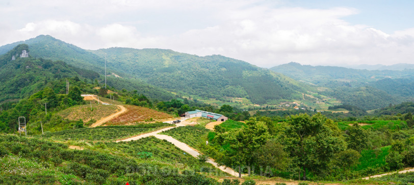 Đồn điền chè Kolia