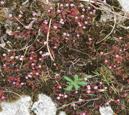 Đá Granit Phia Oắc