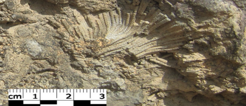 San hô cổ lang môn